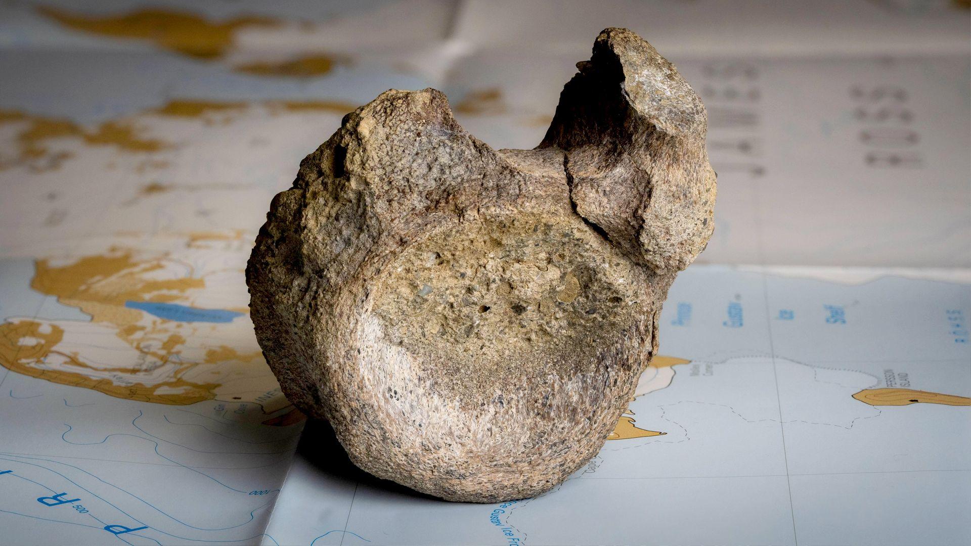 First dinosaur bone from Antarctica found in a drawer