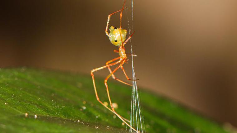 Spider which uses spring trap to capture prey discovered in Australia