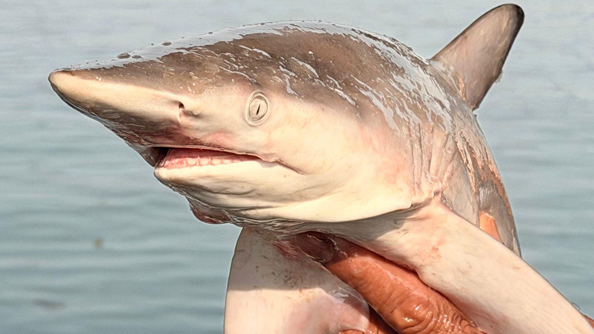 On the Strait of Hormuz, BBC finds seized ships and shark fishermen as uneasy calm returns