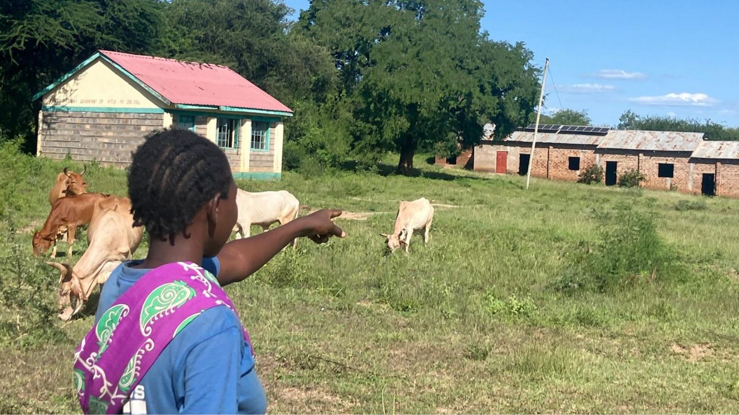 More cows than pupils – what is behind mass school closures in rural Kenya?