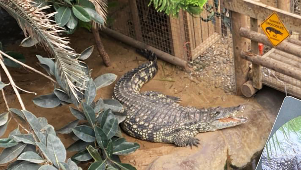 Family of boy attacked by crocodile thank zoo staff who rescued him
