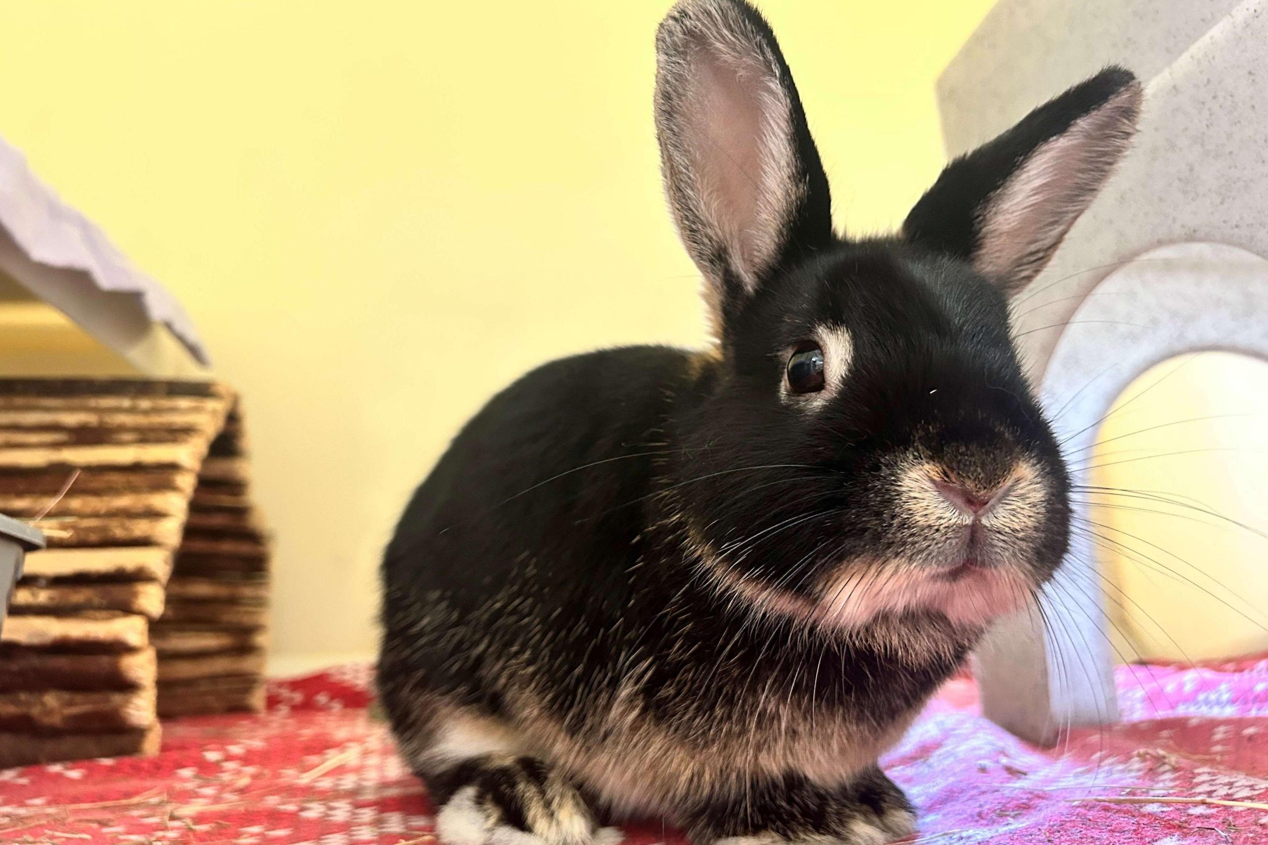 Politician’s call for training courses for rabbit owners labelled ‘hare-brained’
