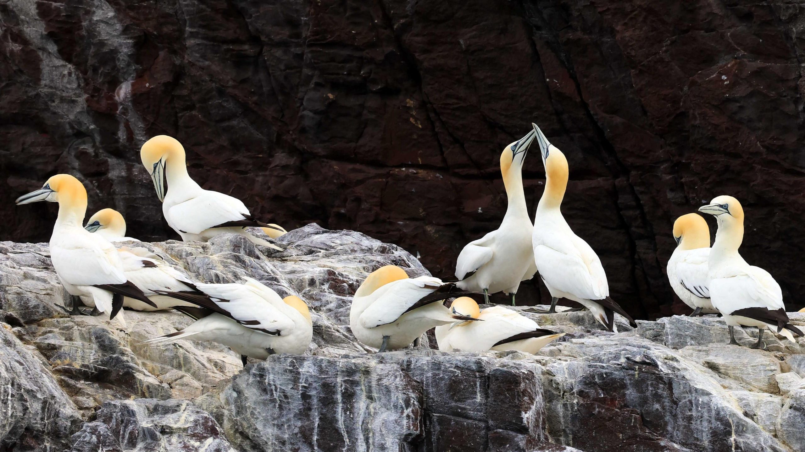 Gannet colonies could take 15 years to recover from bird flu