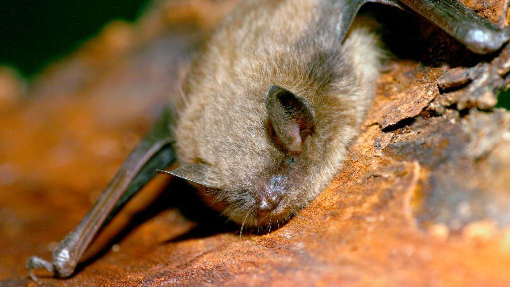 Canadian boy, 11, dies of rabies after waking to bat on his face