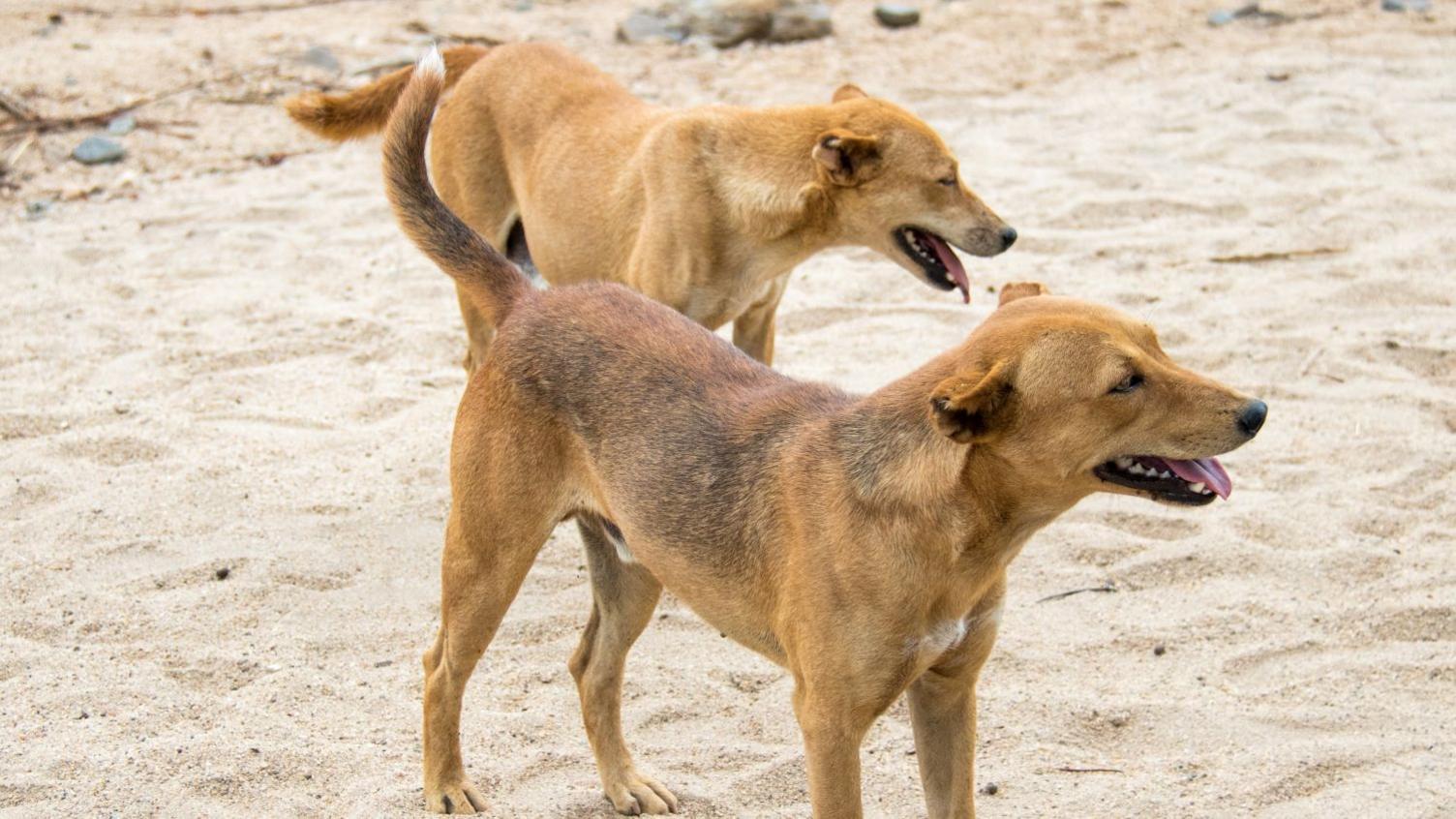 Residents of Ethiopian town forced to kill hundreds of their own dogs after rabies deaths