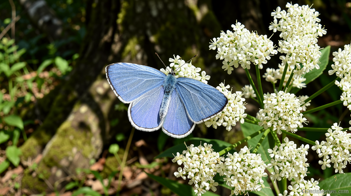 Britain ‘set for bumper year’ for butterflies