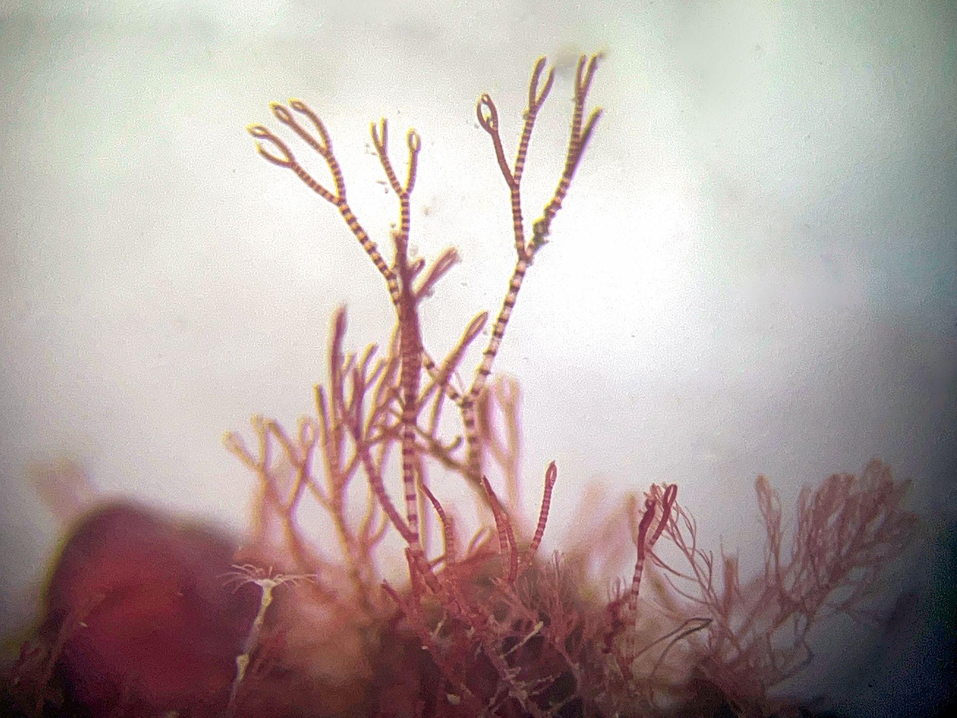 Scientist’s lifelong obsession with mystery of elusive ‘pink zebra’ seaweed